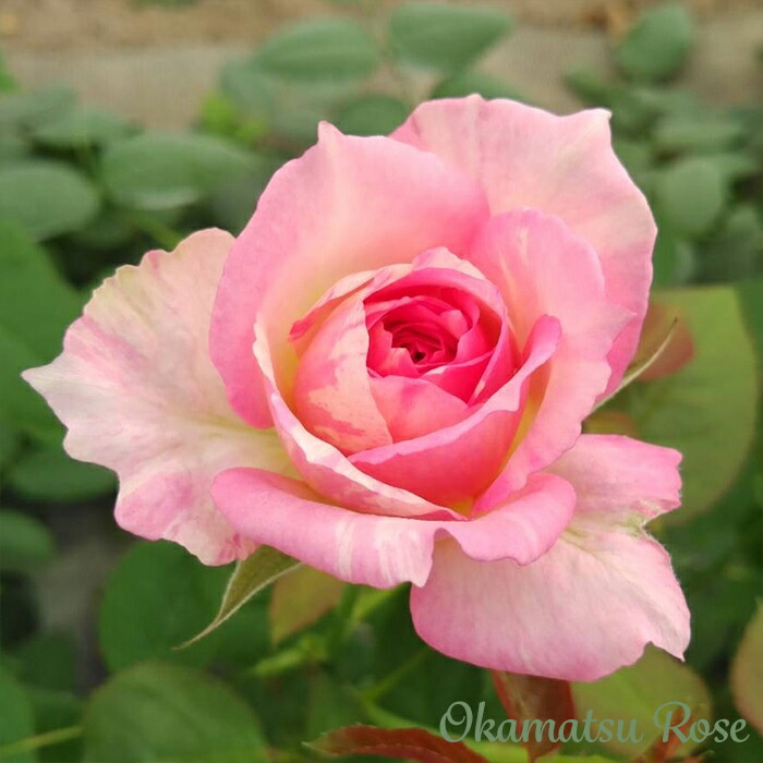 楽天市場】予約販売 バラ苗 バラ新苗 大阪城 契約品種 薔薇 ばら 国産