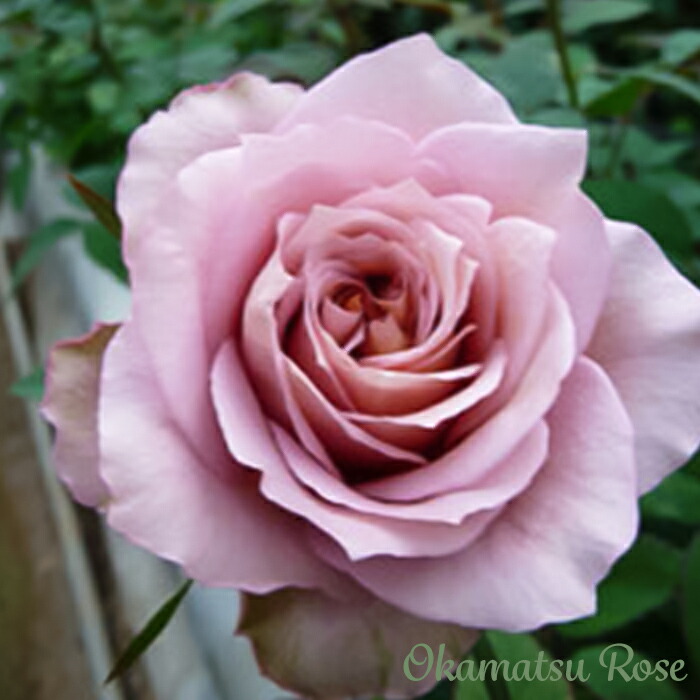 楽天市場】予約販売 バラ苗 バラ新苗 オッポセンター 契約品種 薔薇