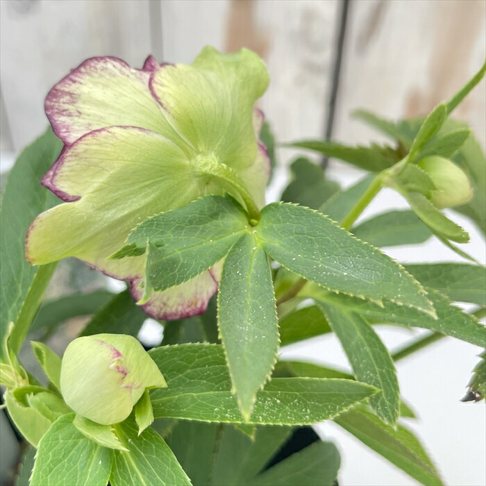 楽天市場】クリスマスローズ フレグランスダブル ホワイトグリーン