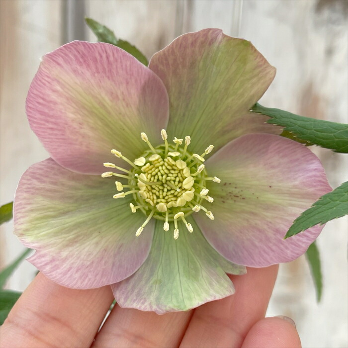 楽天市場】クリスマスローズ 広瀬園芸 セレクトシングル バイカラー