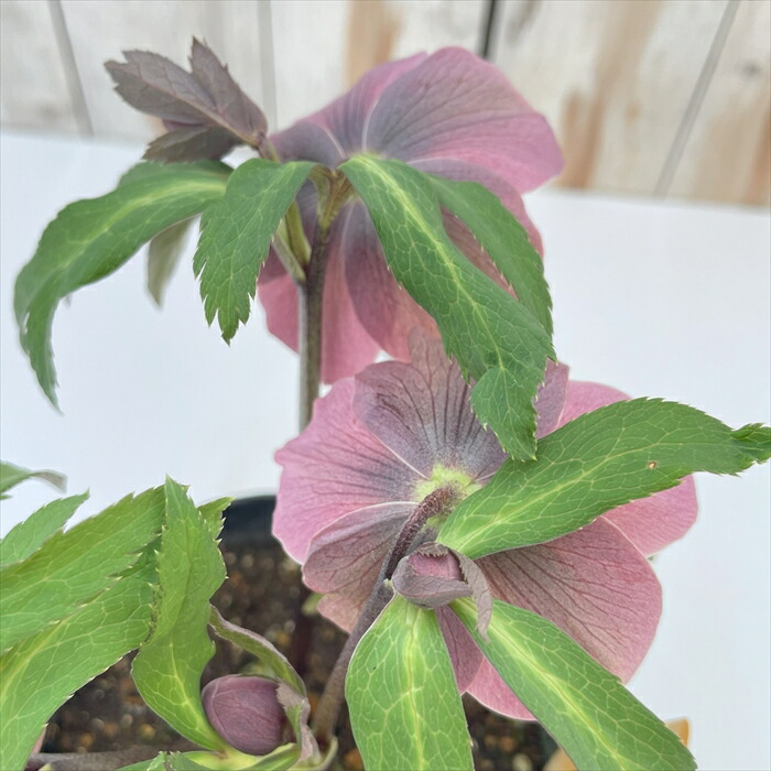 楽天市場】クリスマスローズ 広瀬園芸 セレクトシングル バイカラー