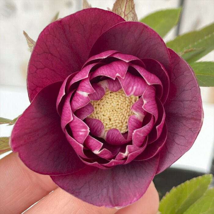 ♡広瀬園芸♡ レッドピンク　白抜け　ソレイユ系 ♡広瀬園芸♡ レッドピンク 白抜け ソレイユ系 - メルカリ