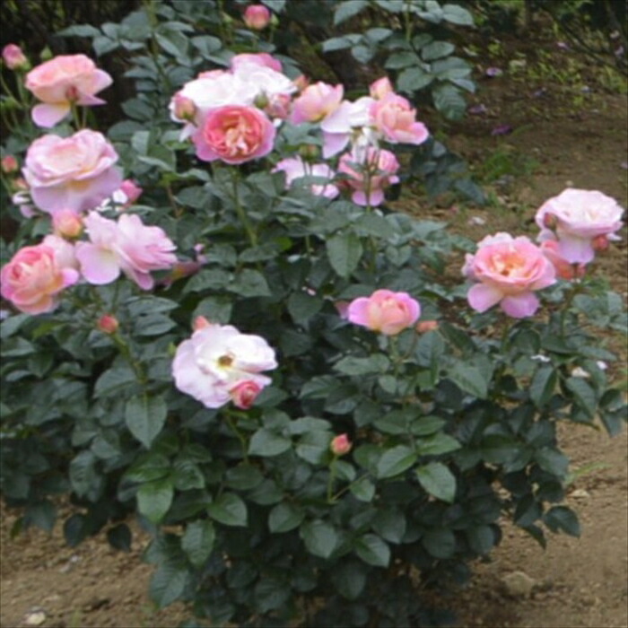 楽天市場】予約販売 バラ苗 バラ大苗 タンタウ ドルンブルガーシュロス