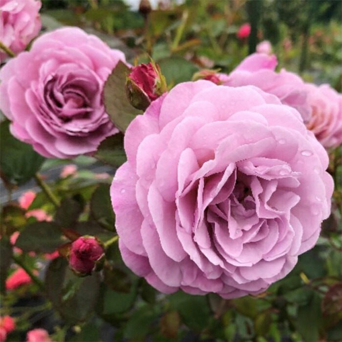 楽天市場】予約販売 バラ苗 バラ大苗 京成バラ園芸 あいの風（あいの