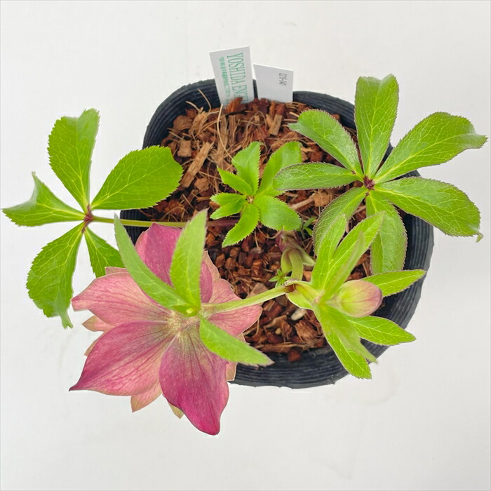 i*u様 ☘️蕾付き☘️3304⭐️超希少⭐️アンティークピエラ⭐️吉田