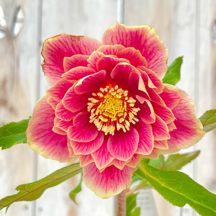 クリスマスローズ　広瀬園芸【ソレイユ】開花株 クリスマスローズ開花株 広瀬園芸 ピンクソレイユ - メルカリ