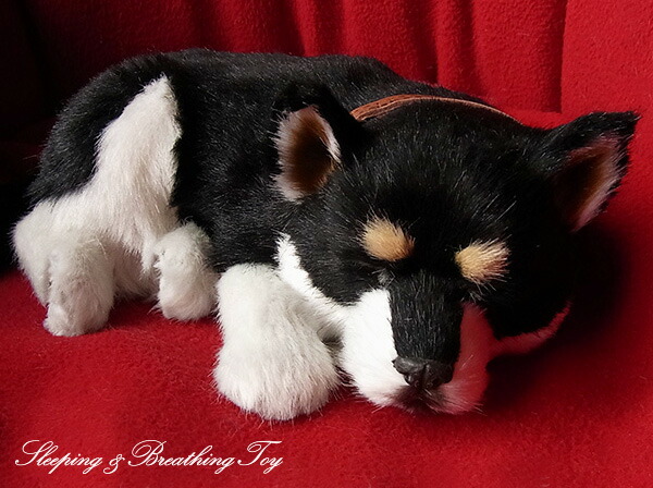 楽天市場】眠るように呼吸する パーフェクトペット (小サイズ) 柴犬