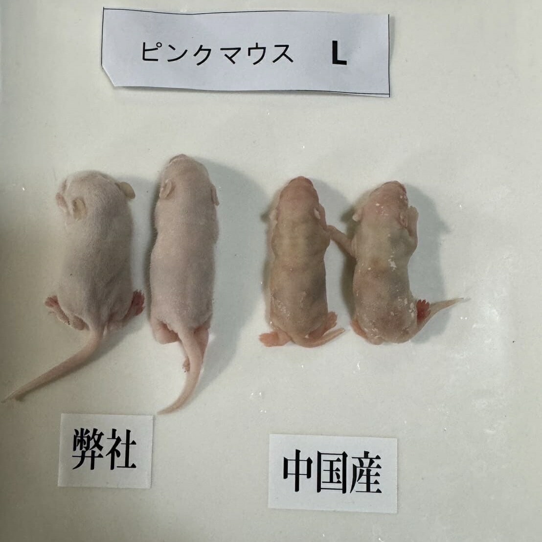 楽天市場】国産冷凍マウス ファジーL 即日発送 同梱可 選べる容量 10匹