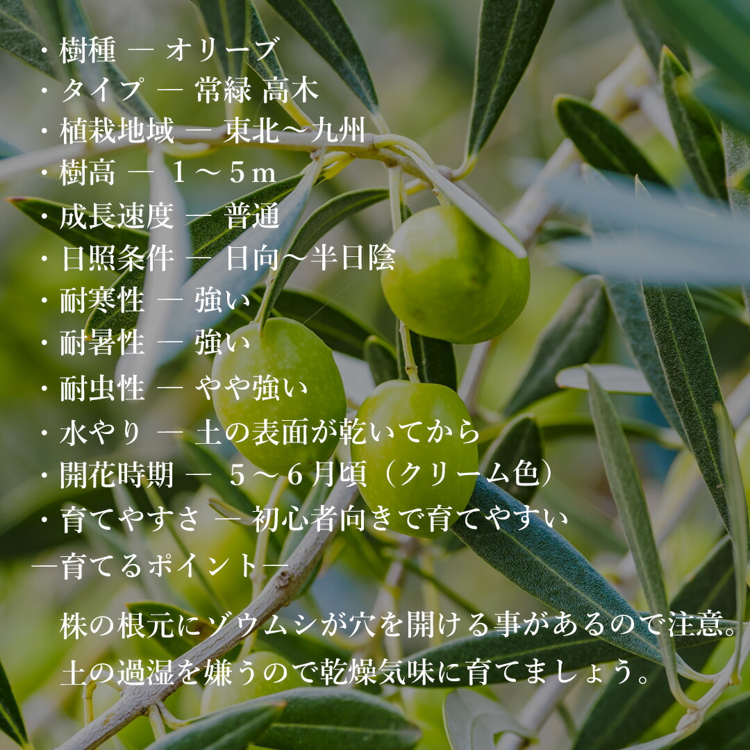 楽天市場】【現品】【オリーブの木】ルッカ 自然風樹形 樹高H≒115