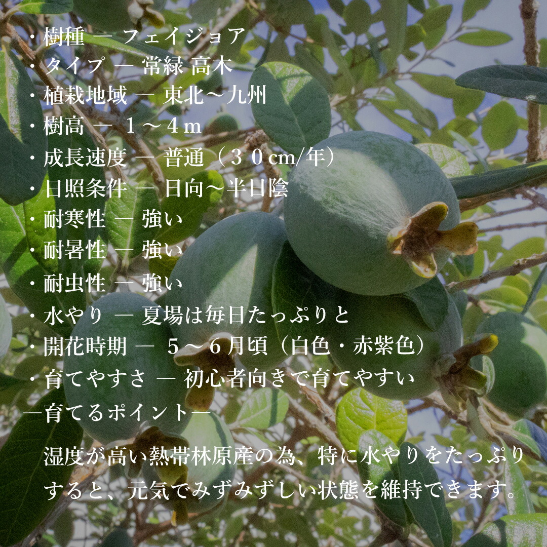 楽天市場】【現品】鉢植え【フェイジョアの木】本株立ち 自然風樹形