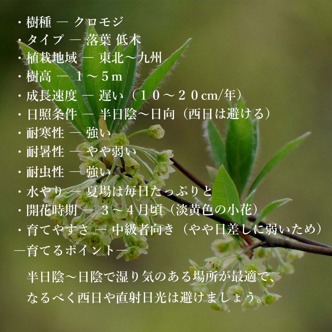楽天市場】【現品】山採り【クロモジ】黒文字 株立ち 自然風樹形 樹高H