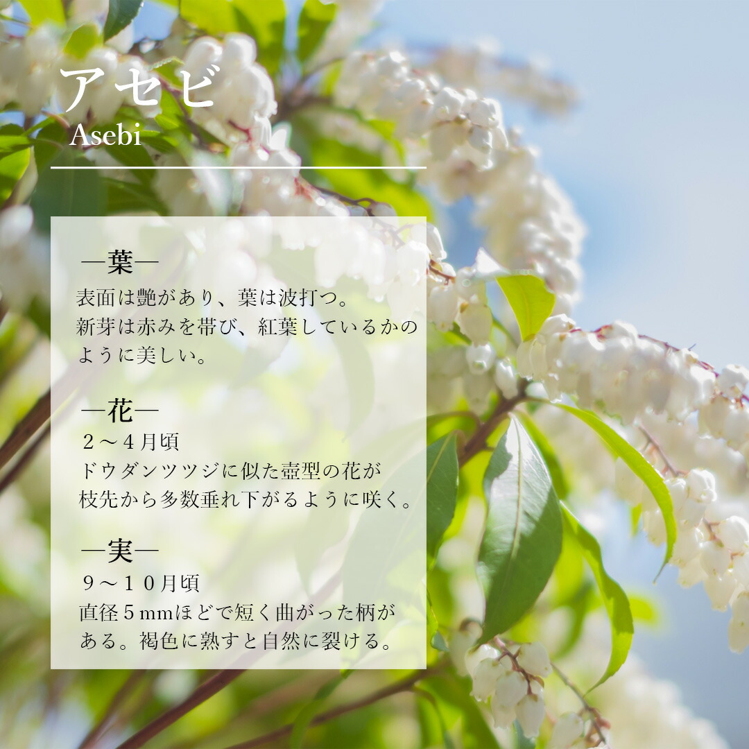 701 山採り アセビ 楽天市場】【現品】山採り【大型アセビ】白花