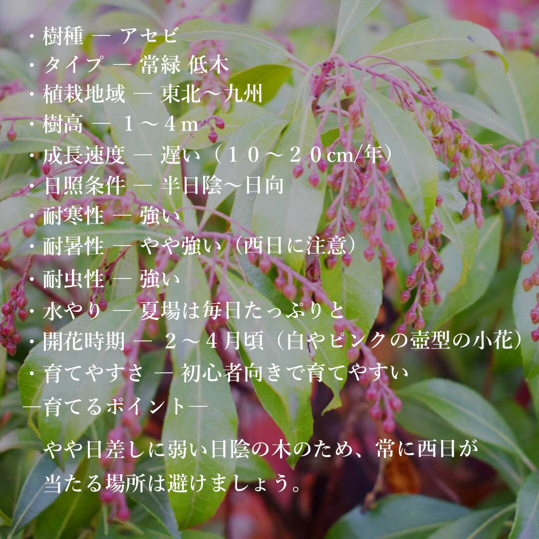 楽天市場】【現品】山採り【アセビ】白花 馬酔木 株立ち 自然風樹形