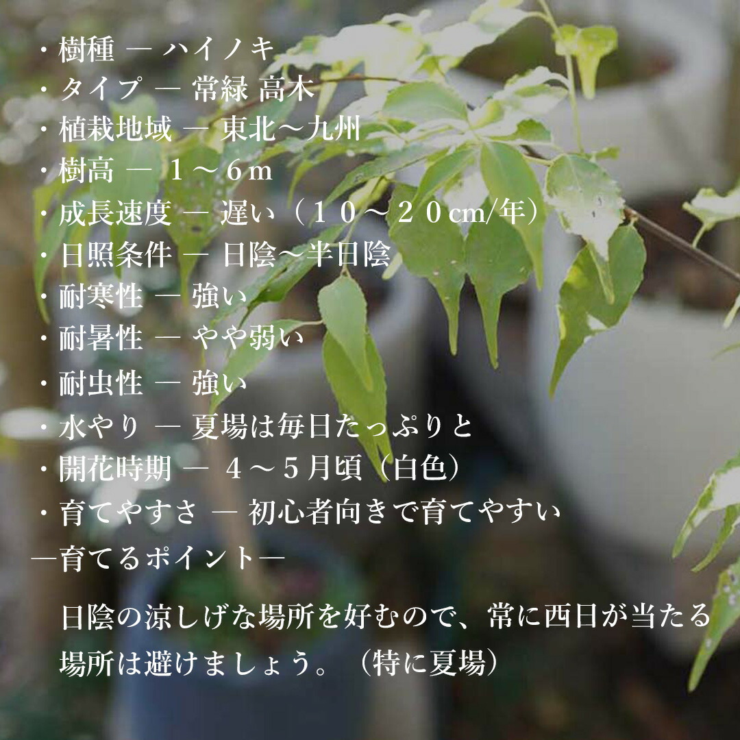 楽天市場】【現品】山採り【ハイノキ】株立ち 自然風樹形 樹高H≒200