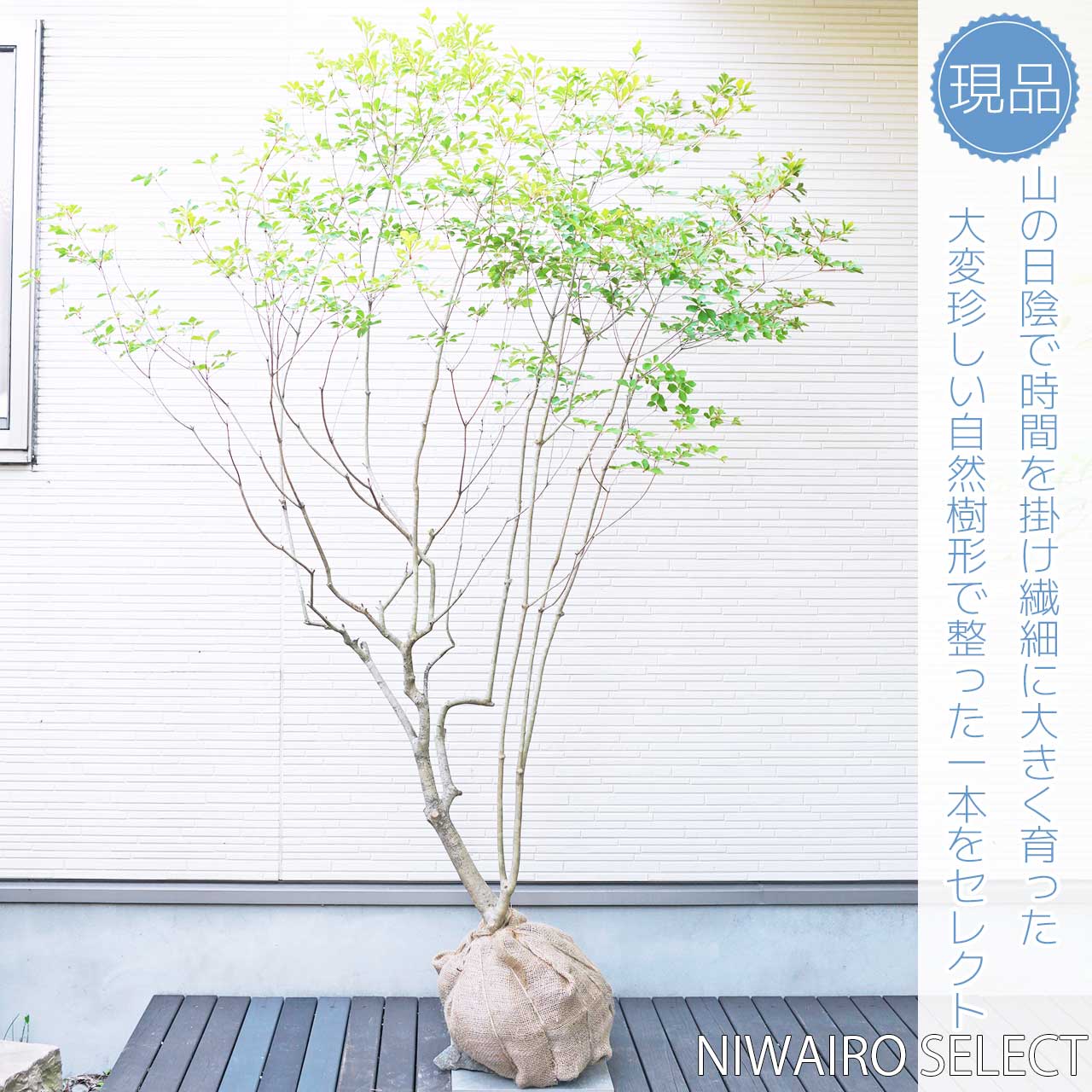 現品 ミツバツツジ 自然樹形 株立 2mほど 山採り 003 現品