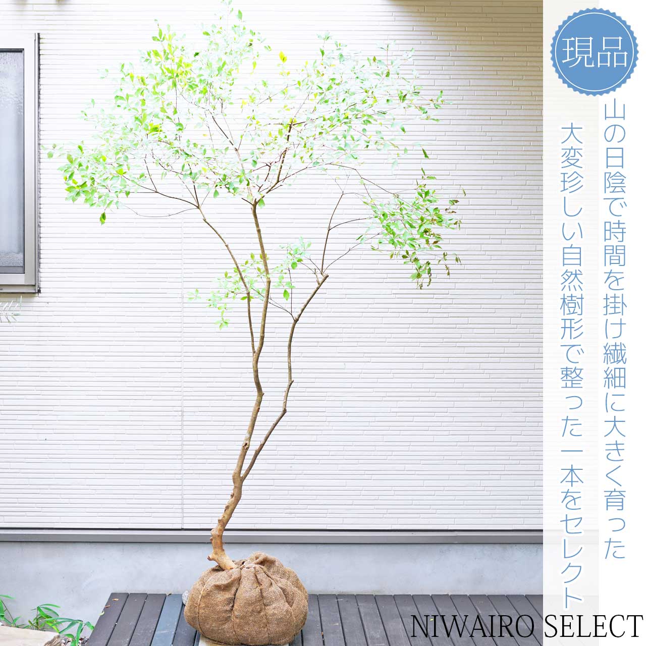 楽天市場】大型 山採り【ドウダンツツジ】 自然樹形 樹高H≒195 × 枝張