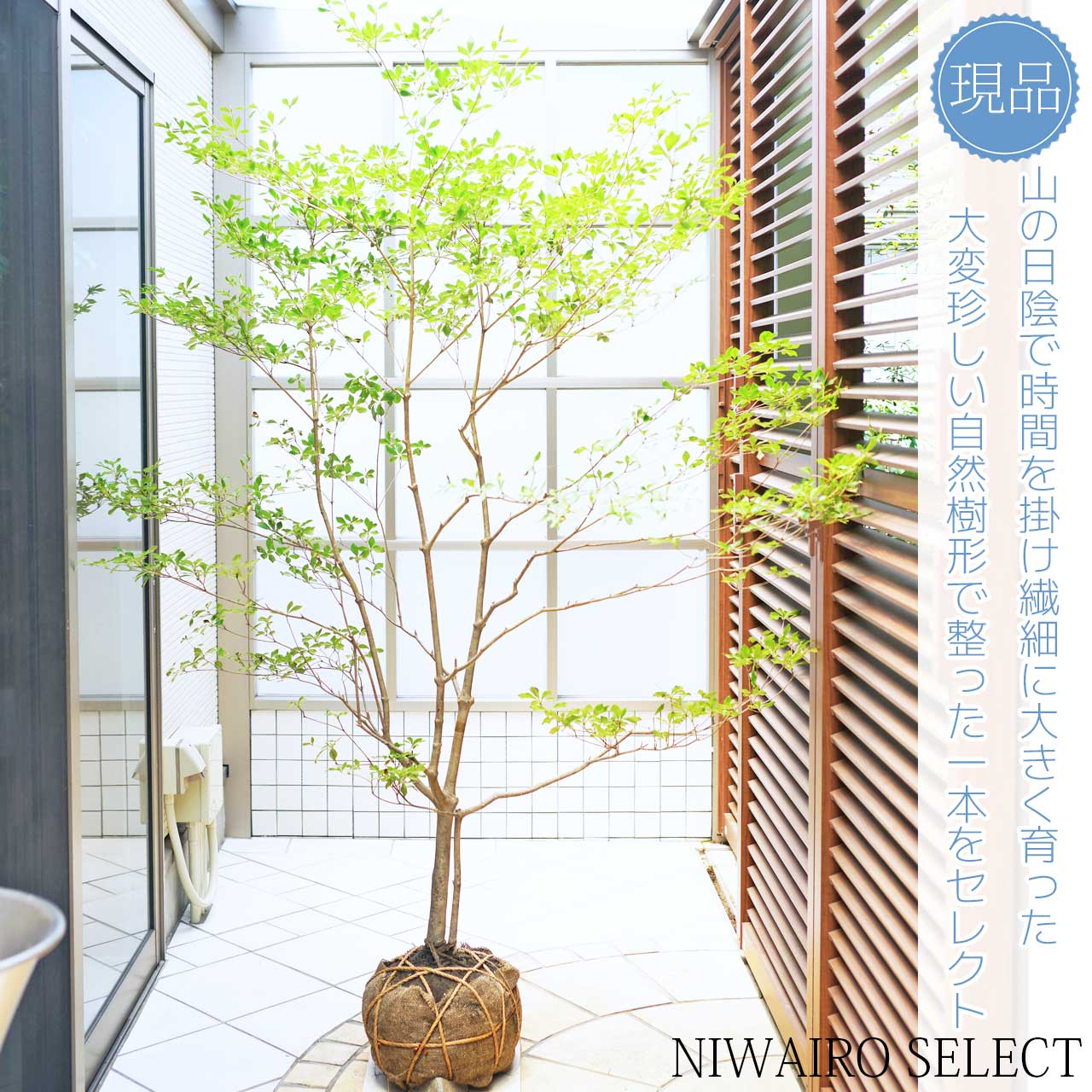 アブラツツジ 3本立ち 山採り 楽天市場】【現品】山採り【アブラツツジ