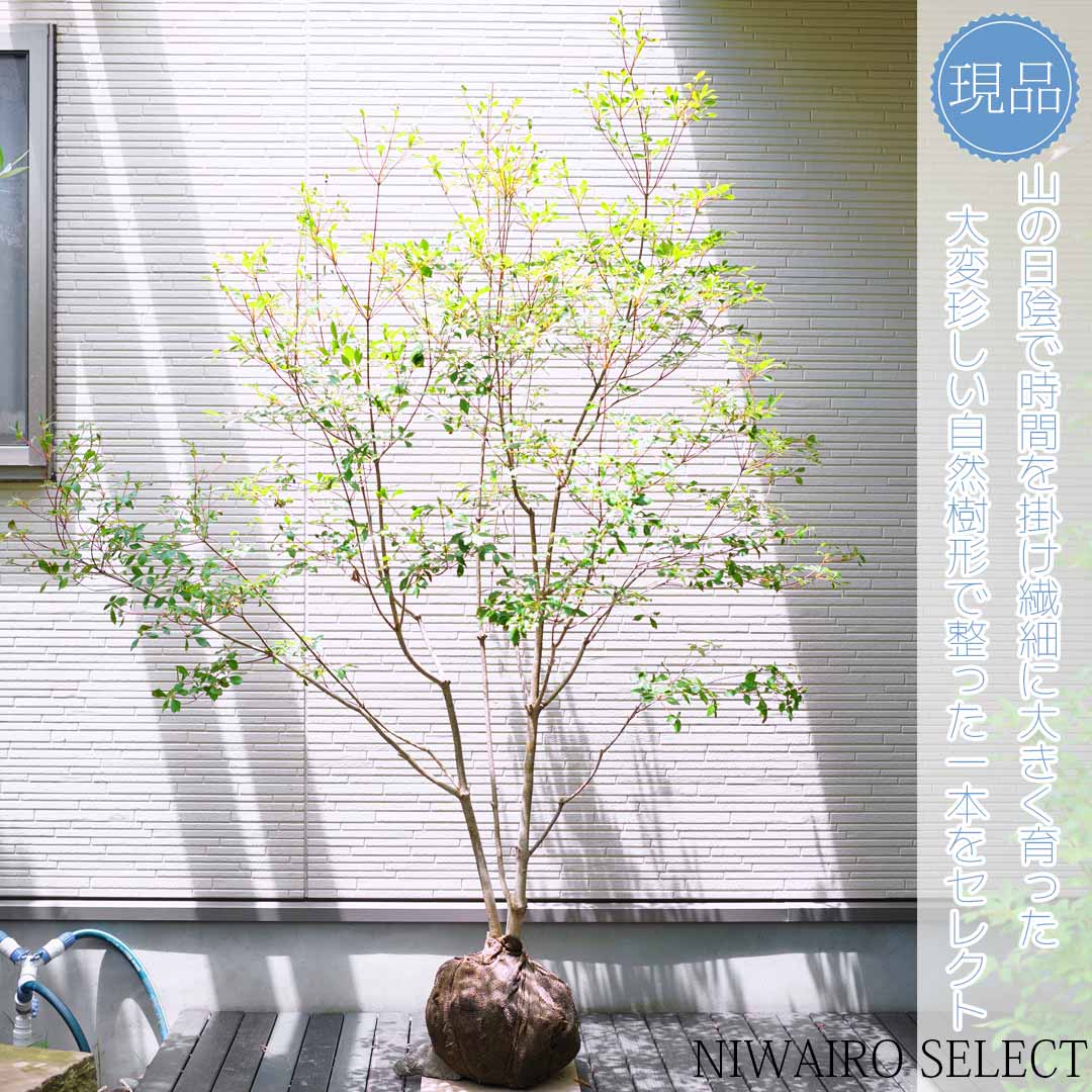 楽天市場】大型 山採り【ドウダンツツジ】 自然風樹形 株立ち 樹高H