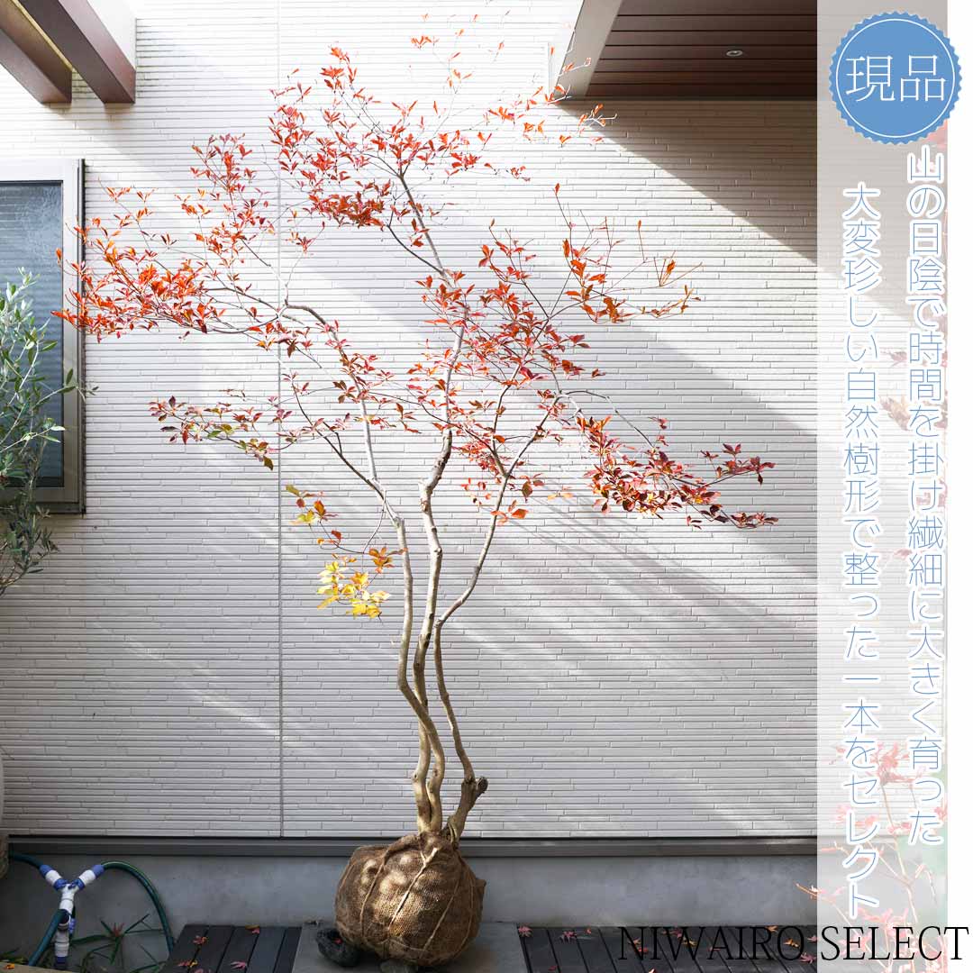 楽天市場】大型 山採り【ドウダンツツジ】株立ち 自然風樹形 樹高H