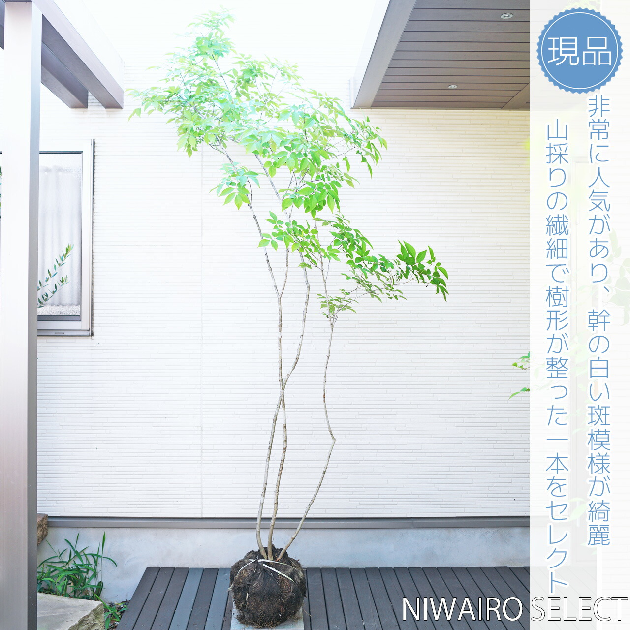 山採り アオダモ 自然樹形 楽天市場】山採り【アオダモ】自然風樹形