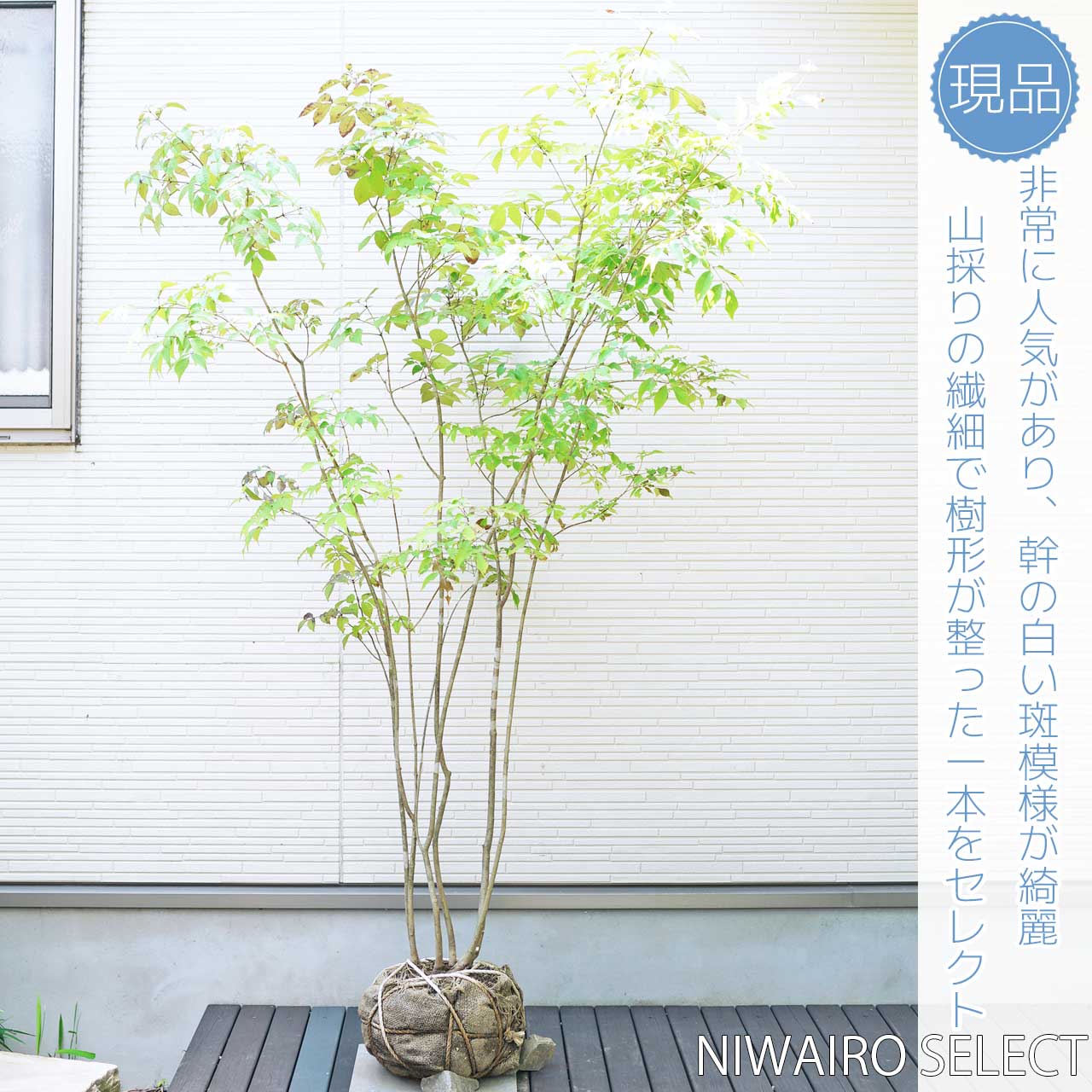 503 山採り アオダモ コバノガマズミ 混合株 503 山採り アオダモ