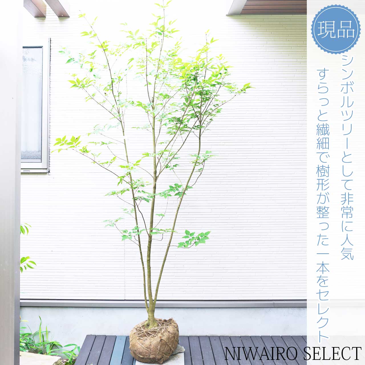 楽天市場】山採り【アオダモ】 本株立ち 自然樹形 コバノトネリコ 樹高