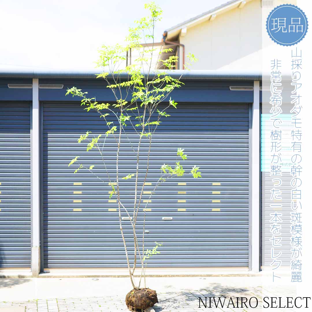 503 山採り アオダモ コバノガマズミ 混合株 503 山採り アオダモ