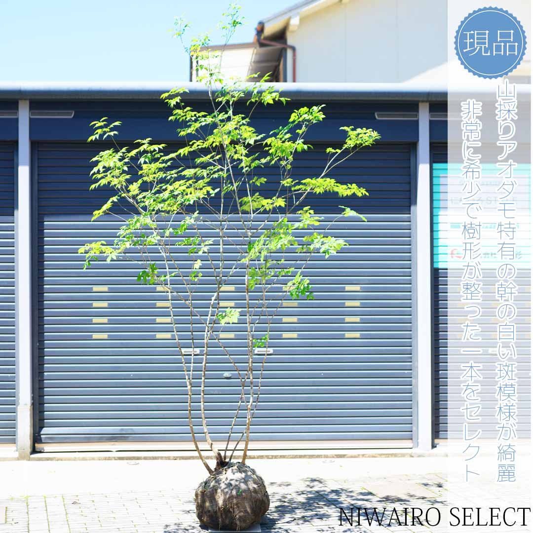 楽天市場】山採り【アオダモ】株立ち 自然風樹形 コバノトネリコ 樹高H