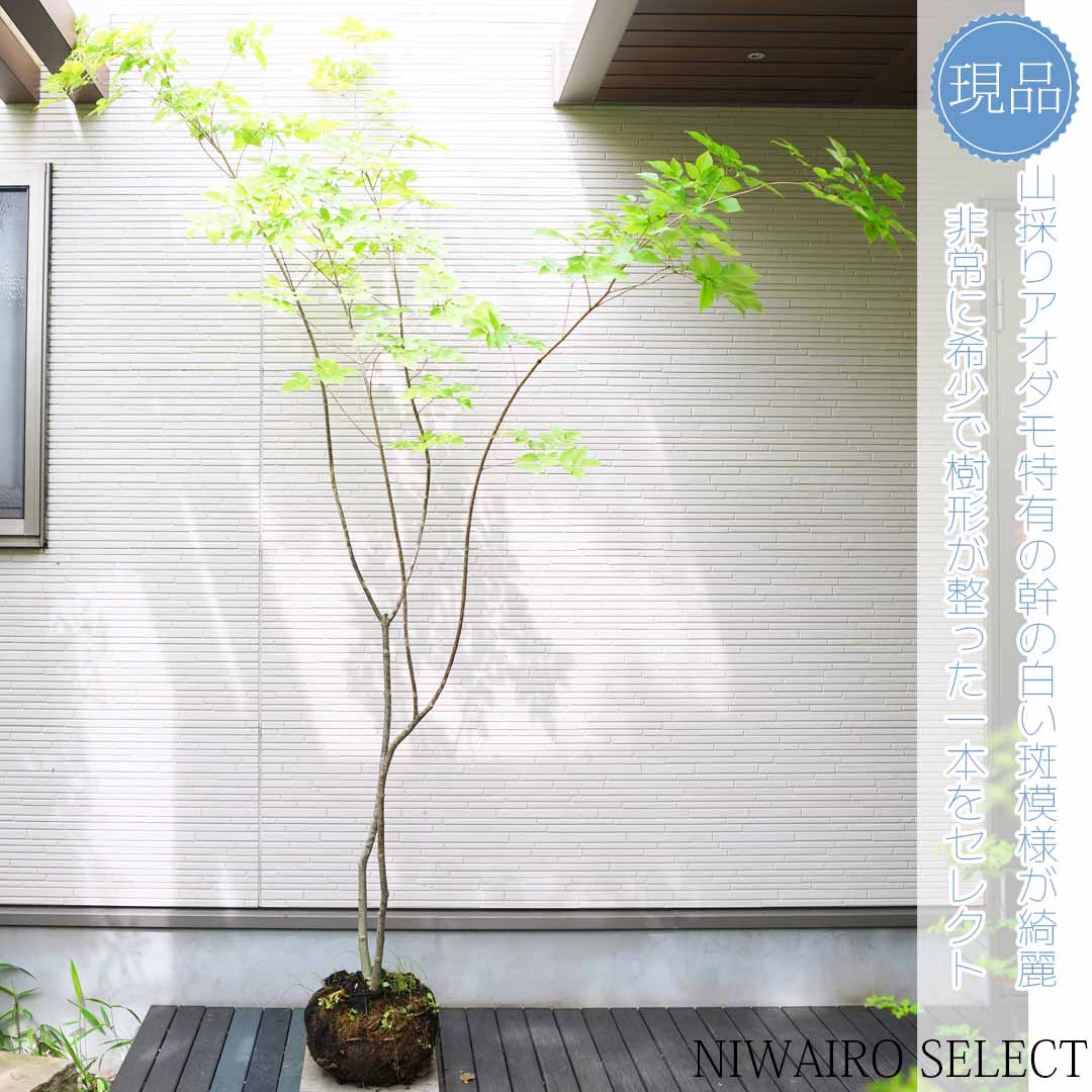 山採り アオダモ 単木 楽天市場】山採り【アオダモ】自然風樹形