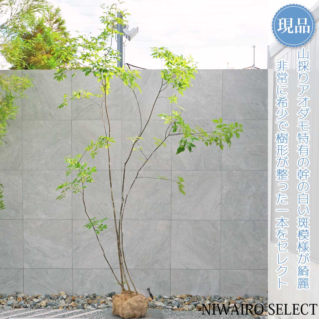 楽天市場】【現品】山採り【アオダモ】株立ち 自然風樹形