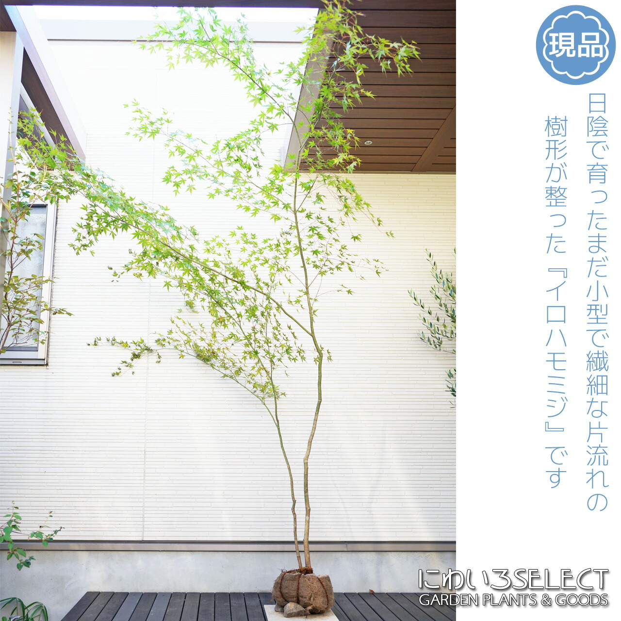 楽天市場】山採り【モミジ】イロハモミジ 自然樹形 樹高H≒230 × 枝張W