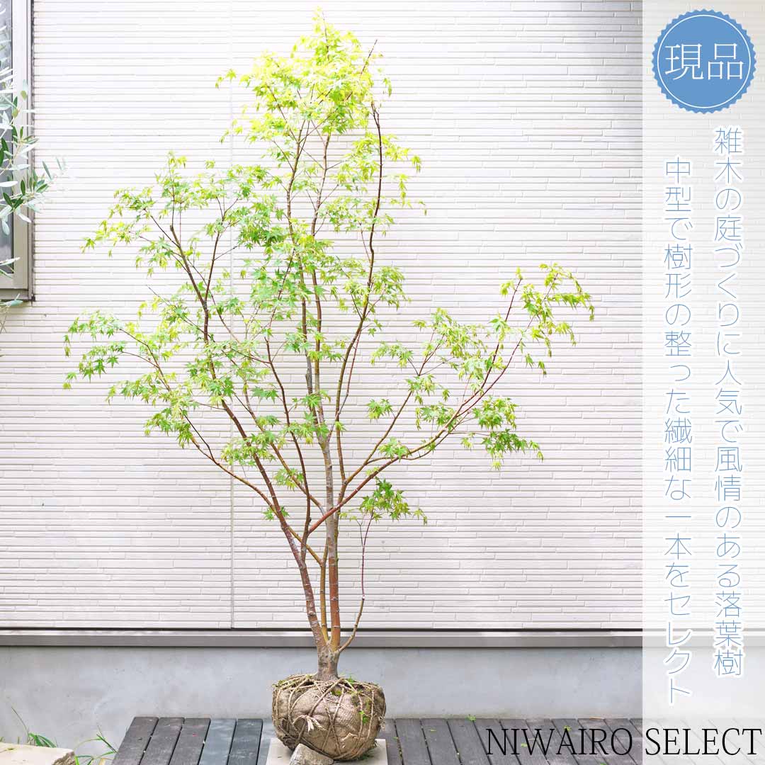 楽天市場】【モミジ】イロハモミジ 紅葉 本株立ち 自然樹形 樹高H≒175