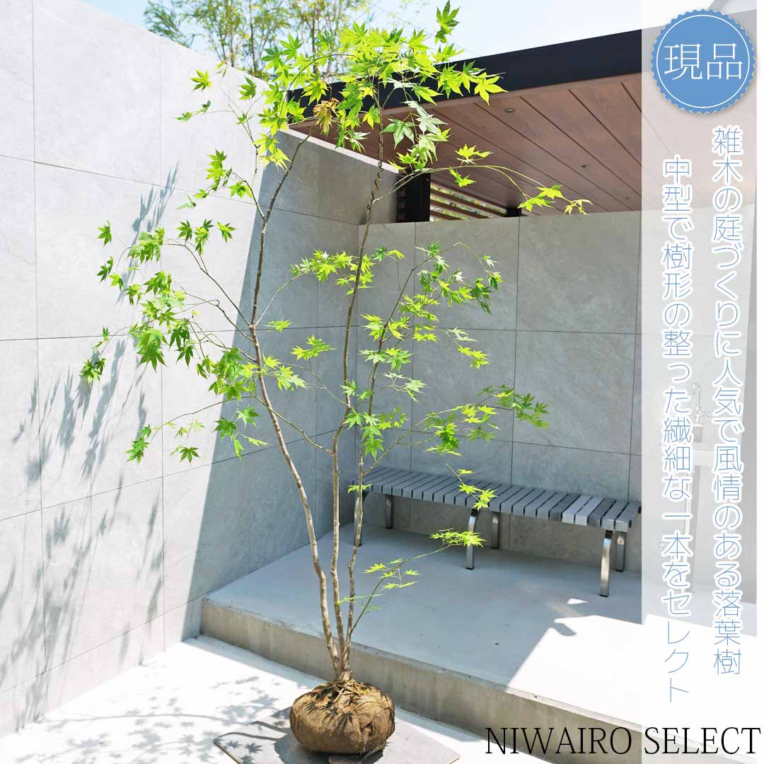 楽天市場】【現品】山採り【ヤマモミジ】紅葉 本株立ち 自然風樹形