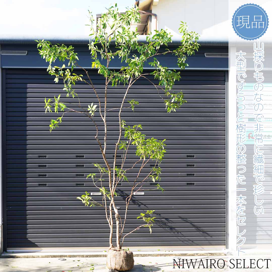 楽天市場】【現品】山採り【大型アセビ】白花 馬酔木 株立ち 自然風樹