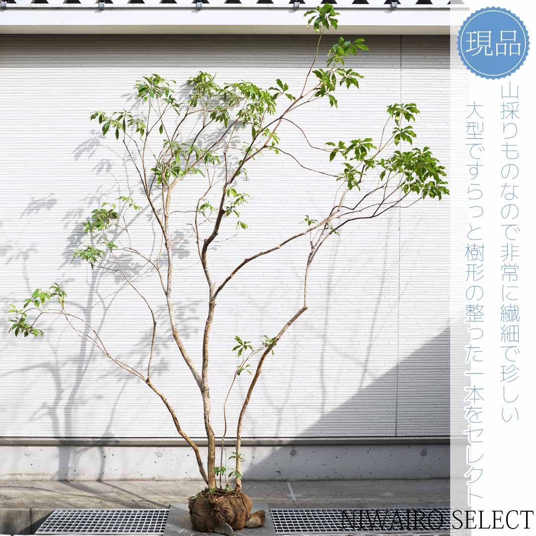 アセビ 植木」の人気商品一覧 | 安い商品を通販サイトから探す - 価格.com