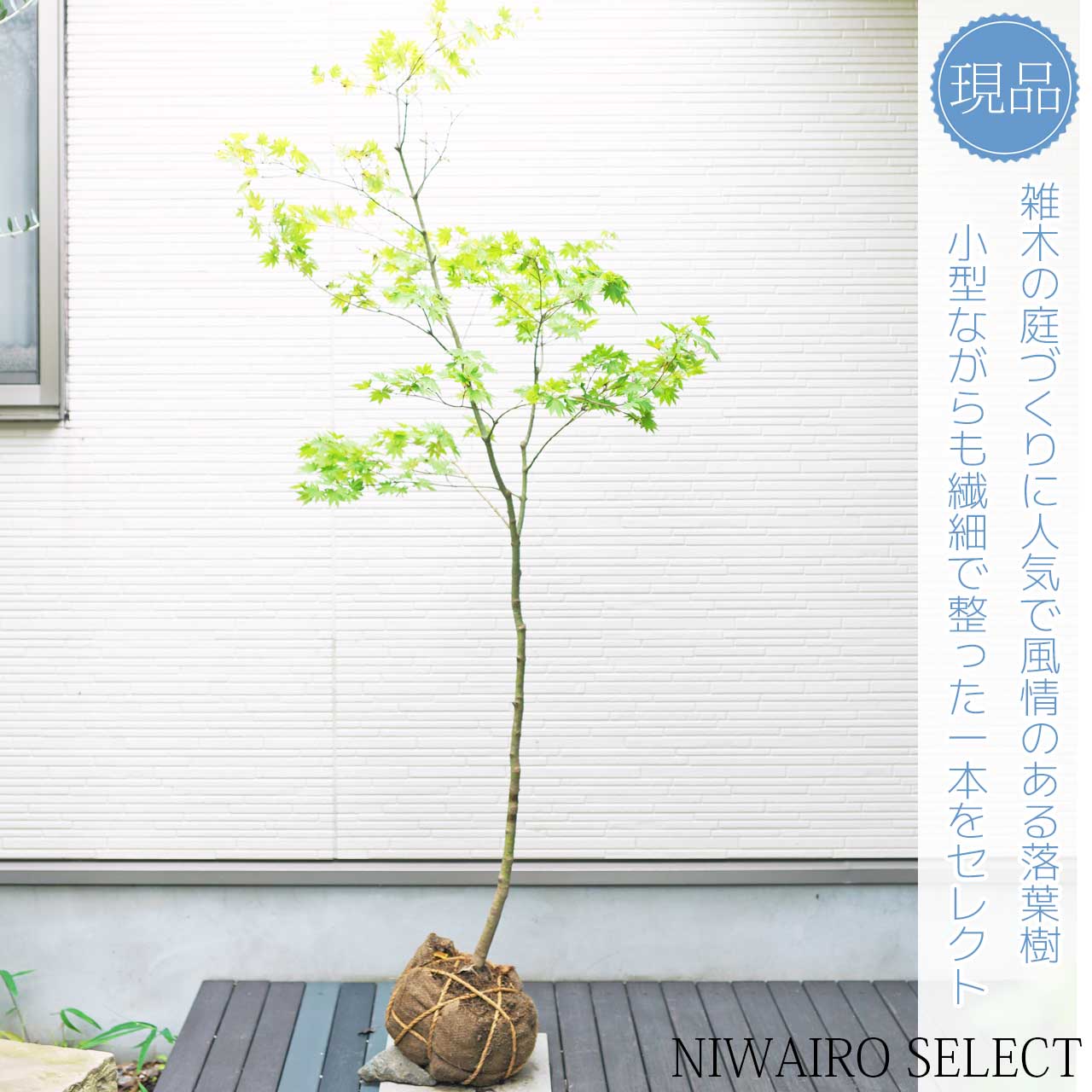 楽天市場】山採り【カエデ】楓 コハウチワカエデ 自然樹形 樹高H≒170