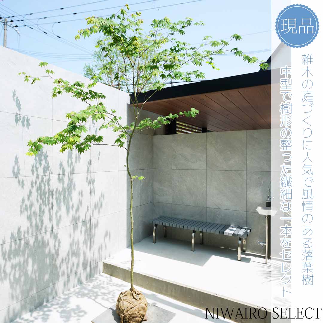 山採り コハウチワカエデ アオダモ 楽天市場】【現品】山採り