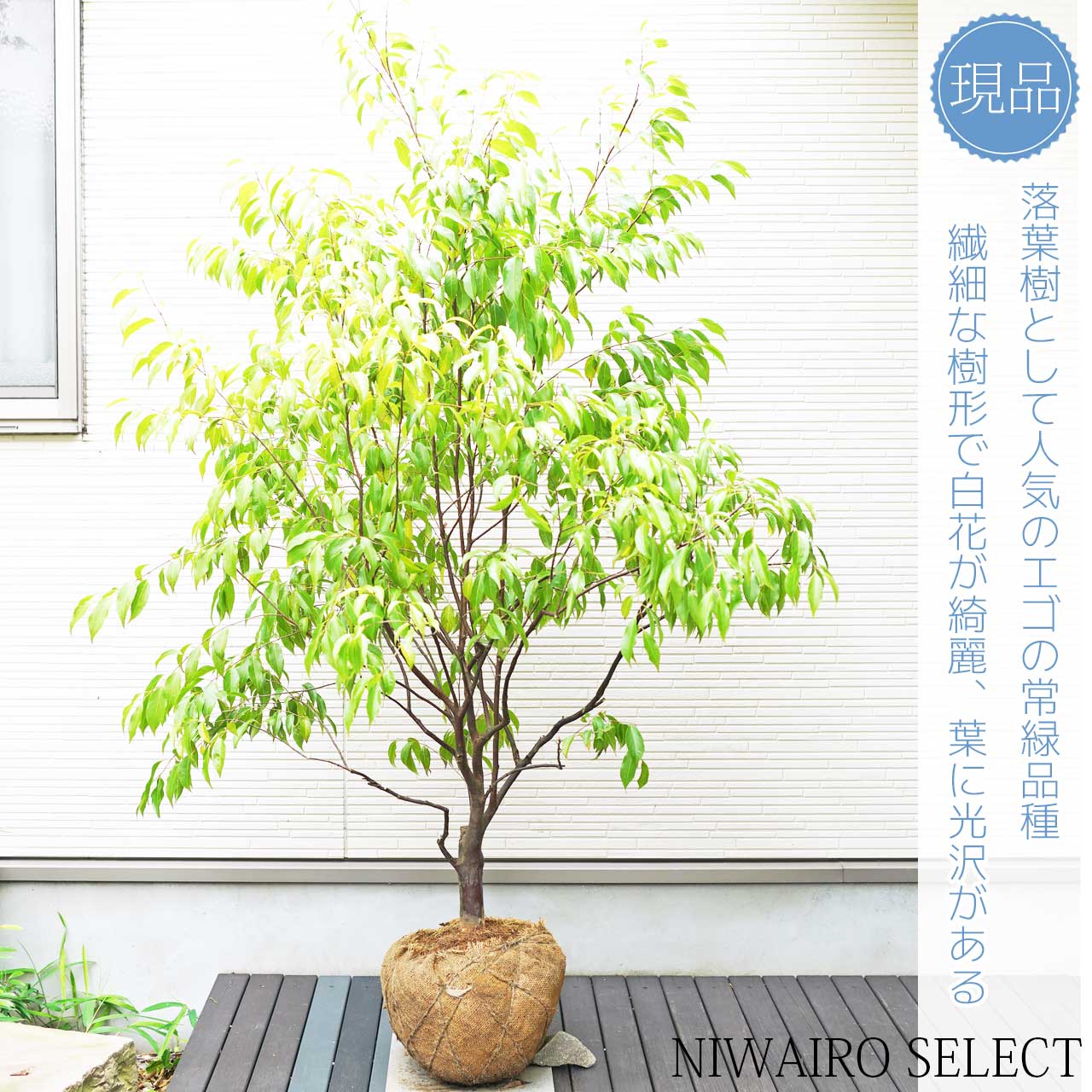 楽天市場】【トキワエゴノキ】 常緑エゴノキ 常盤 自然樹形 本株立ち