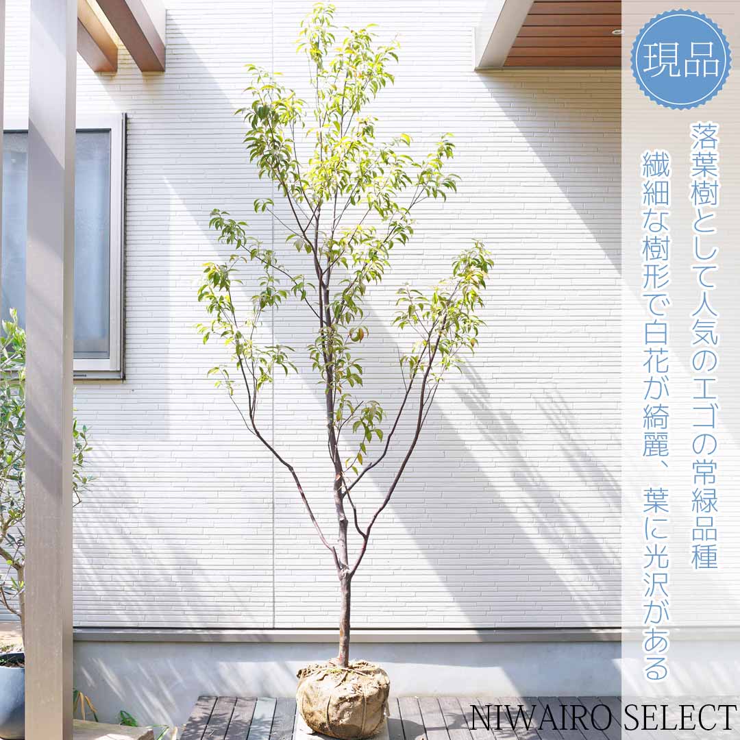 楽天市場】【常緑エゴノキ】 トキワエゴノキ 常盤 自然樹形 樹高H≒220