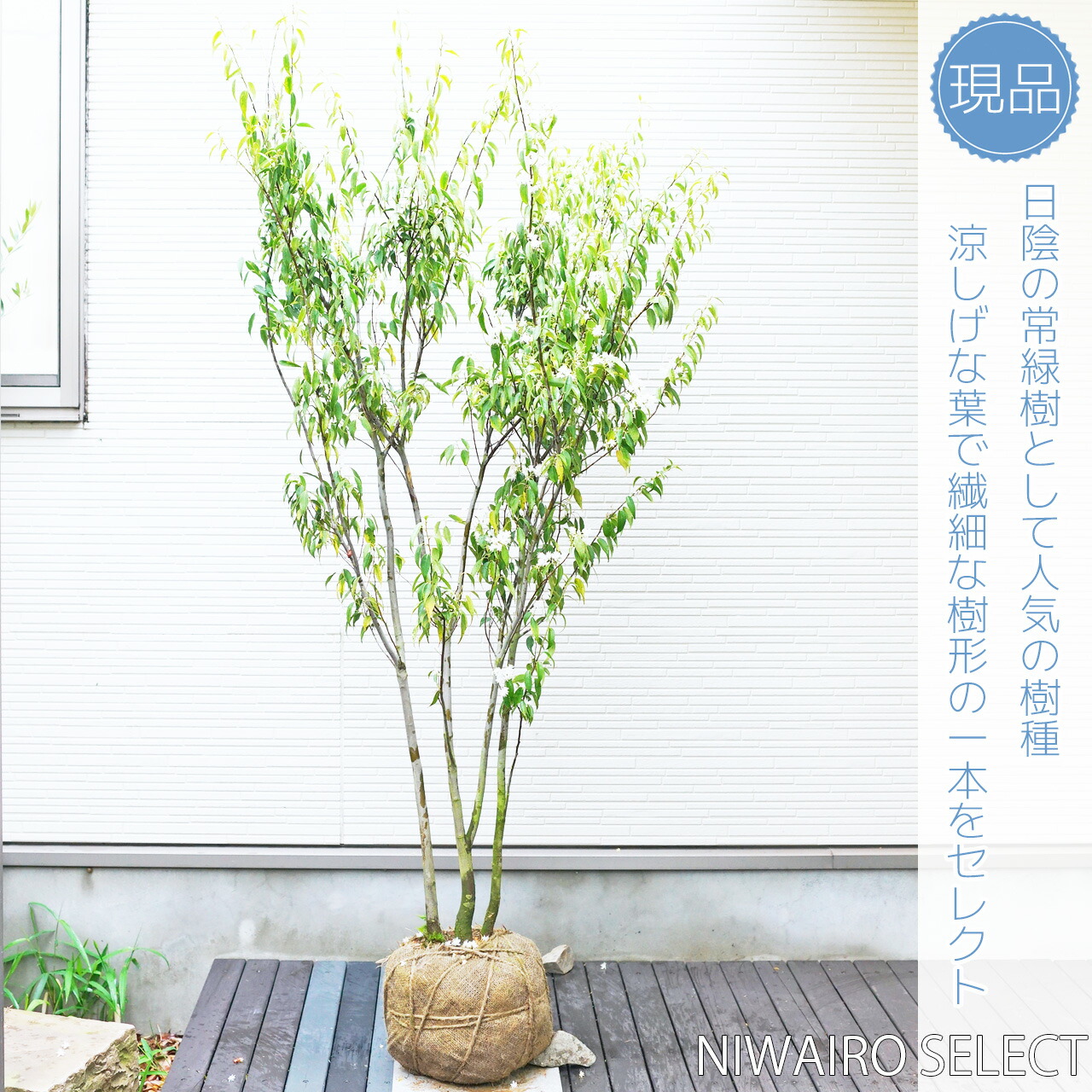 楽天市場】【ハイノキ】 自然樹形 株立ち 雑木風 樹高H≒170 × 枝張W