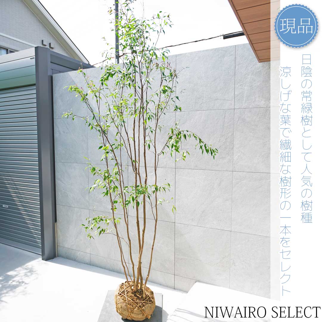 優秀。山採りハイノキ。 山採りハイノキ / 785