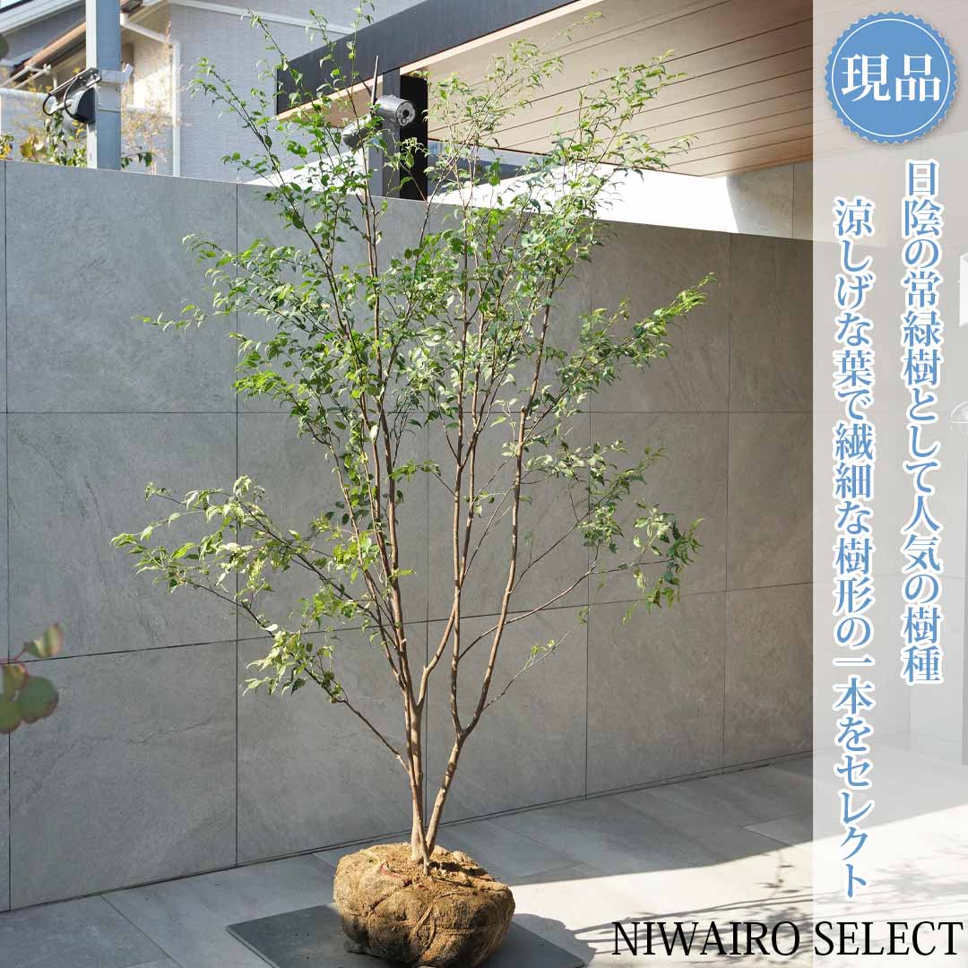 楽天市場】【現品発送】ハイノキ 株立ち 樹高1.6-1.7m(根鉢含まず