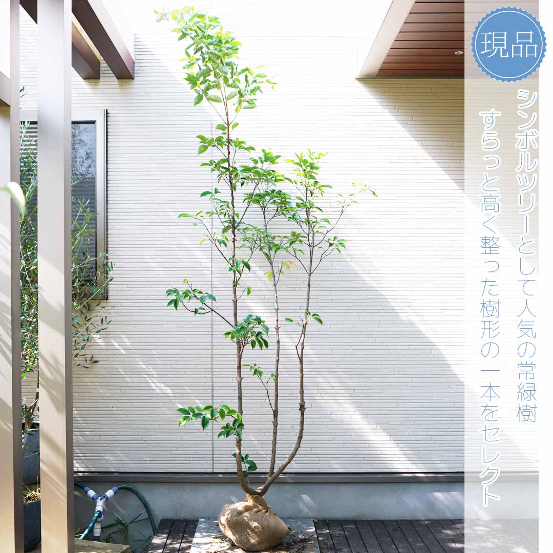 楽天市場】【現品】【常緑ヤマボウシ】山法師 ホンコンエンシス 月光