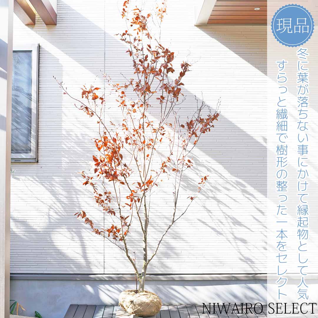 楽天市場】【ヤマコウバシ】山香ばし 自然樹形 樹高H≒230 × 枝張W