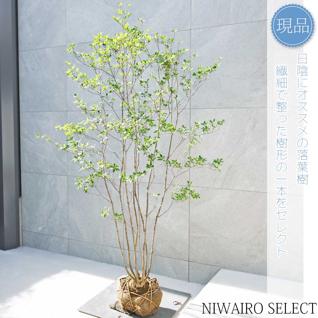 アブラツツジ 3本立ち 山採り 楽天市場】【現品】山採り【アブラツツジ