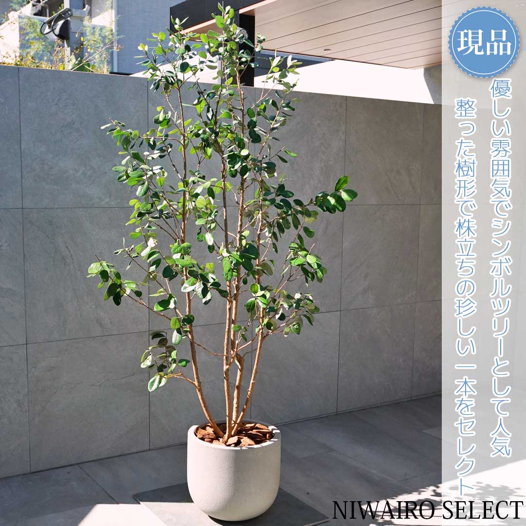 楽天市場】フェイジョア株立ちの通販