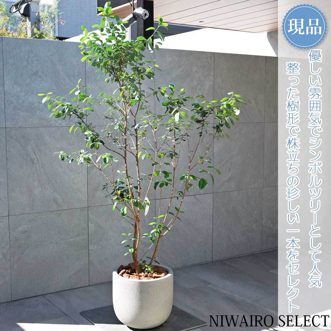 楽天市場】フェイジョア 鉢植えの通販