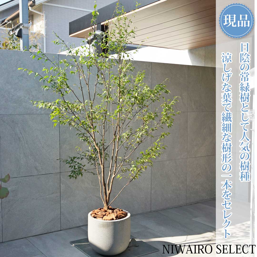 ハイノキ 株立ち」の人気商品一覧 | 安い商品を通販サイトから探す