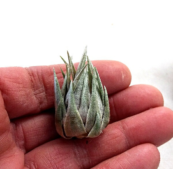 楽天市場】(希少・現品)エアプランツ チランジア カウツキー（3.5cm