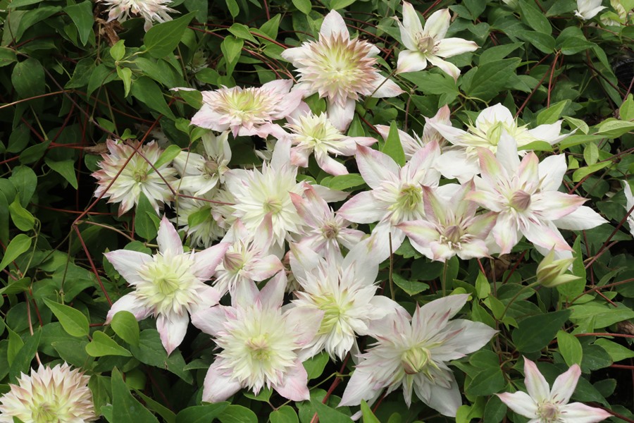 楽天市場】クレマチス '五弓桃万重' 系統：フロリダ系 4.5号ロング